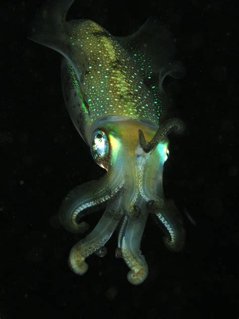 11 Glowing Creatures in the World (With Photos) - Owlcation