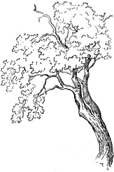 How To Draw A Oak Tree Step By Step Easy - Belinda Berube's Coloring Pages