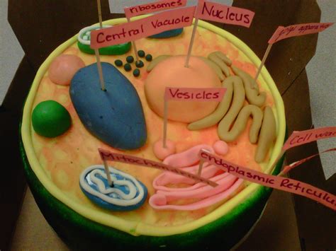 Cell model made out of clay | Cells project, Plant cell cake, Cell model