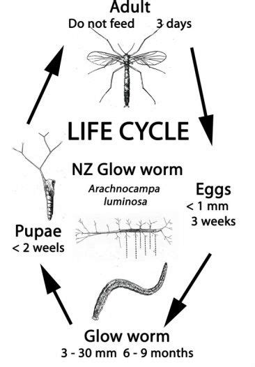 fungus gnat life cycle days - Trisha Mchugh