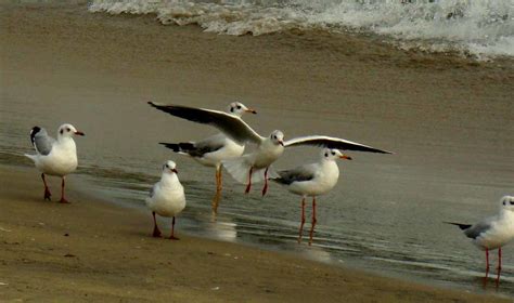 The Brown-headed Gull, Chroicocephalus brunnicephalus | Flickr