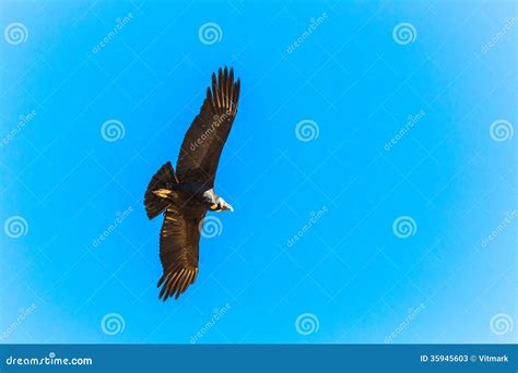 Flying Condor Over Colca Canyon,Peru,South America. this Condor the ...