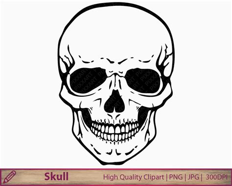 Human skull clip art - WikiClipArt