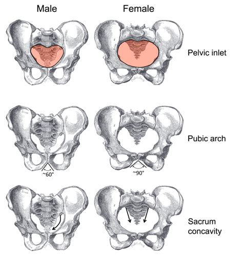 The pelvis | Human Anatomy and Physiology Lab (BSB 141)