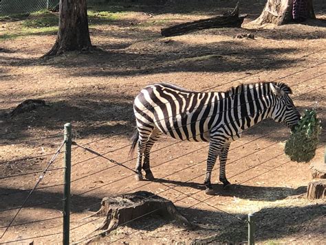 Wildlife Adventure at the Oakland Zoo | Marin Mommies