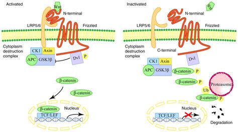 Non‑coding RNAs that regulate the Wnt/β‑catenin signaling pathway in ...