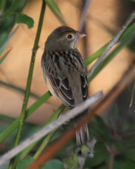 Dickcissel | Birdspix