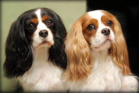 Cavalier King Charles Spaniel Information - Dog Breeds at NewPetOwners