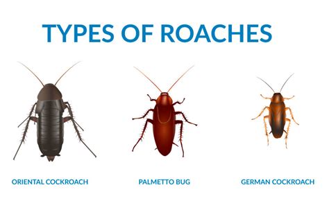 A Beginner's Guide to Roaches in South Carolina - Exclusive Pest Control