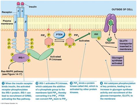 Receptor Tyrosine Kinase