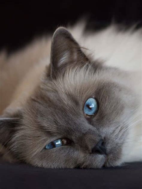 Blue Ragdoll Cats & Kittens - Floppycats™