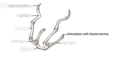 Canine Hyoid Apparatus Diagram | Quizlet