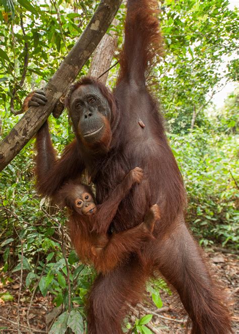 Orangutan Mother and Baby | Sean Crane Photography