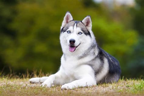 Do Siberian Huskies Shed? Husky Grooming And Care Advice