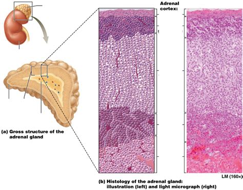 adrenal gland histology Diagram | Quizlet