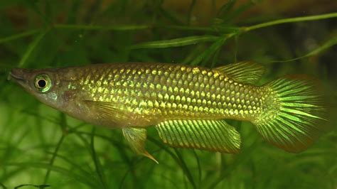 Golden Wonder Killifish Jumping Out Of The Water To Catch Crickets ...