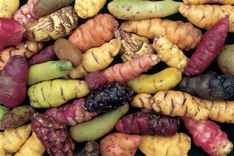 How to grow oca tubers. | The Secret Garden