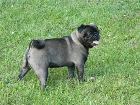 Pix For > Silver Pug Puppies | Pug puppies, Pug dog puppy, Puppies