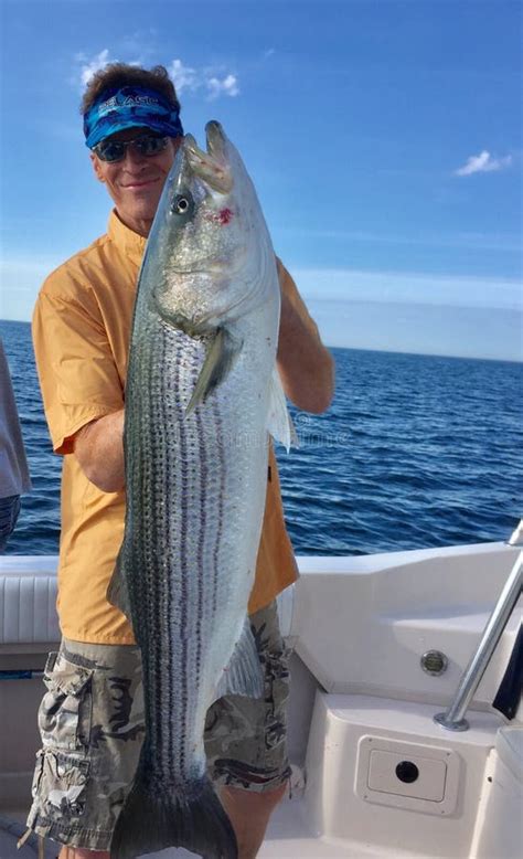 Striped bass stock photo. Image of striper, fishing - 118976120