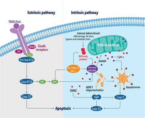 Apoptotic Cell Death | Proteintech Group