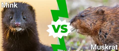 Mink Vs Muskrat: What Are The Differences? - A-Z Animals