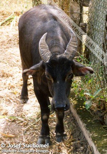 Tamaraw (Bubalus mindorensis) - Quick facts