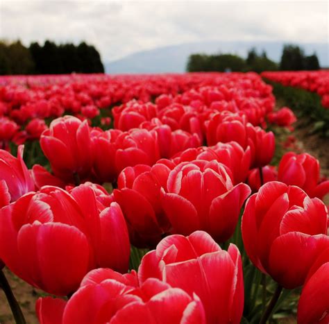 Rows of Red Tulip Festival Mount Vernon, WA. | Smithsonian Photo ...