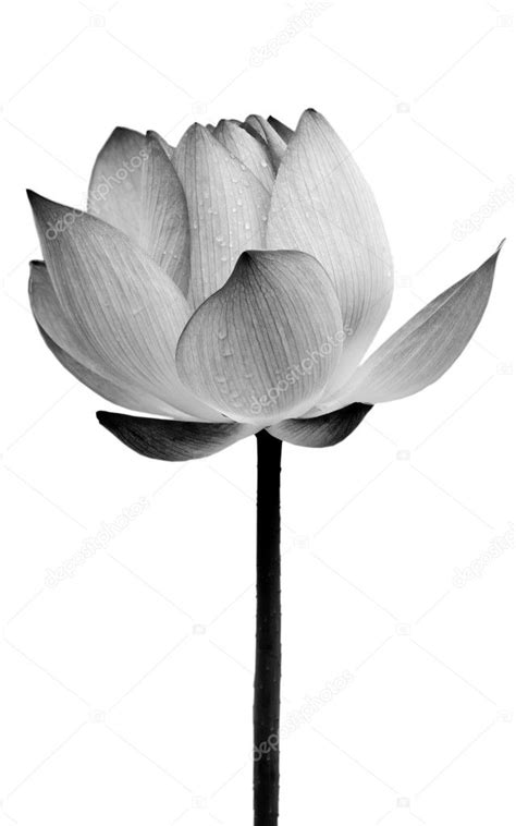 Lotus flower black and white | Lotus flower black and white — Stock ...