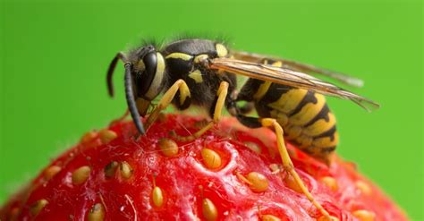 Yellowjacket (Yellow Jacket) - A-Z Animals