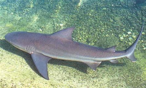 Shark Identification for Cooperative Shark Tagging Program (A-B) | NOAA ...