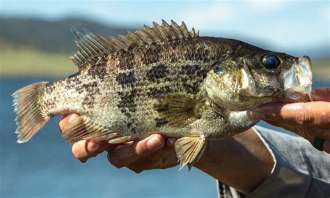 East County lake introduces new residents from Sacramento | The East ...