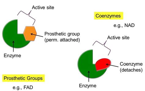 Firmly attached organic cofactor of holoenzyme is