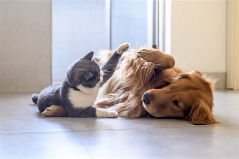 Like Cats and Dogs? Teach Your Pets to Live in Harmony – American ...