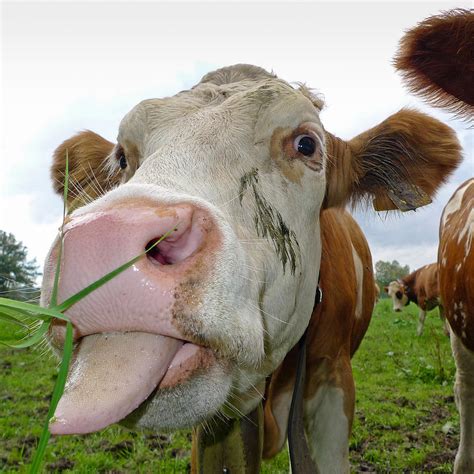 Funny cow stick out tongue Photograph by Matthias Hauser - Fine Art America