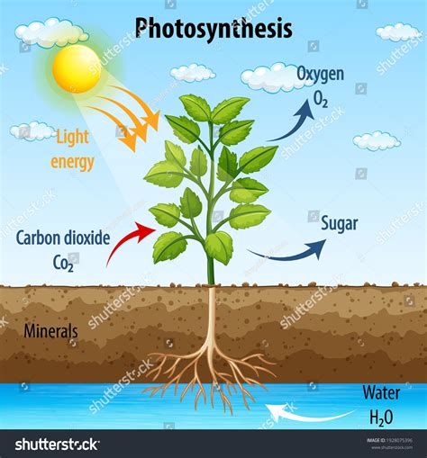 Diagram Showing Process Photosynthesis Plant Illustration: Vector στοκ ...