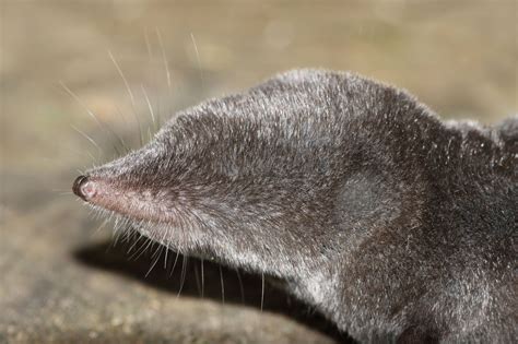 Five fun facts about wonderfully weird northern short-tailed shrews ...