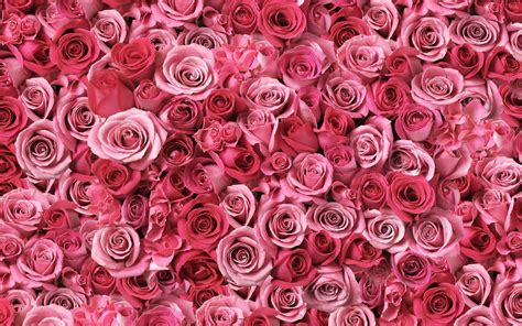 Pink Roses Wallpaper - Wallpaper, High Definition, High Quality, Widescreen