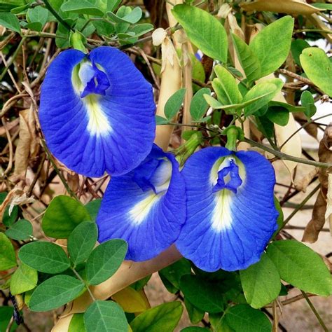 Butterfly Pea, Blue Pea Vine Seeds (Clitoria ternatea) - Price €2.65