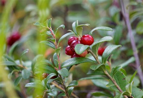 Lingonberry (Vaccinium vitis-idaea) – Helsinki Wildfoods