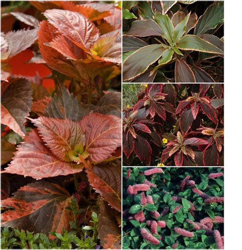 Multiple Varieties | Acalypha | Cristina's Garden Center