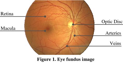 Figure 4 from Automatic Segmentation of Optic Disc in Eye Fundus Images ...