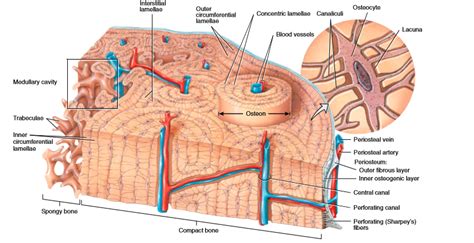 Histology of bone | NURSING LECTURE