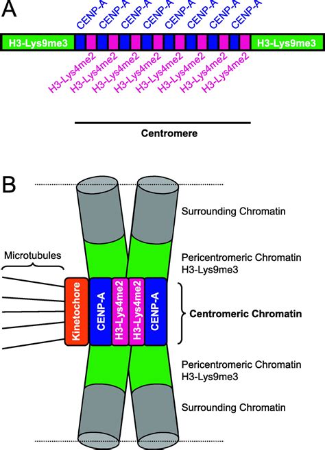 Centromere Structure