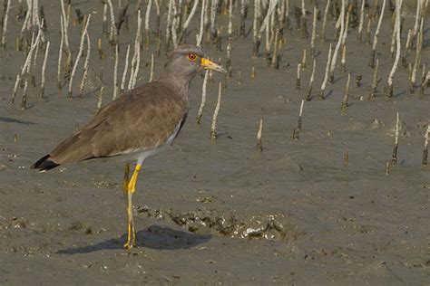 Grey-headed lapwing (Vanellus cinereus)