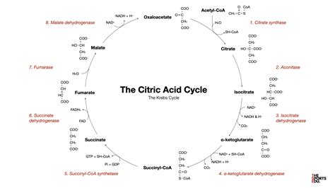 8 Steps Of Citric Acid Cycle