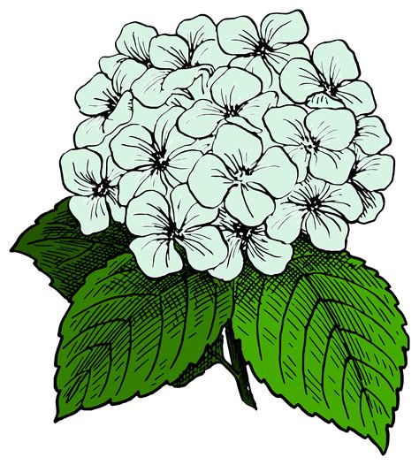 hydrangea clip art 10 free Cliparts | Download images on Clipground 2024