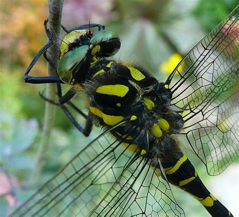 Golden Ringed Dragonfly male the back | A look at the way th… | Flickr