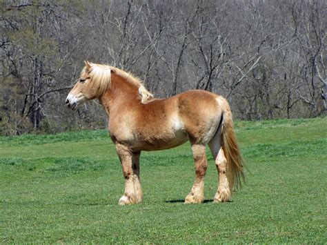 File:Belgian draft horse2.jpg - Wikimedia Commons