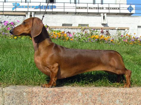 Dachshund - Wikipedia