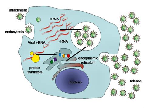 9.5A: General Features of Virus Replication - Biology LibreTexts